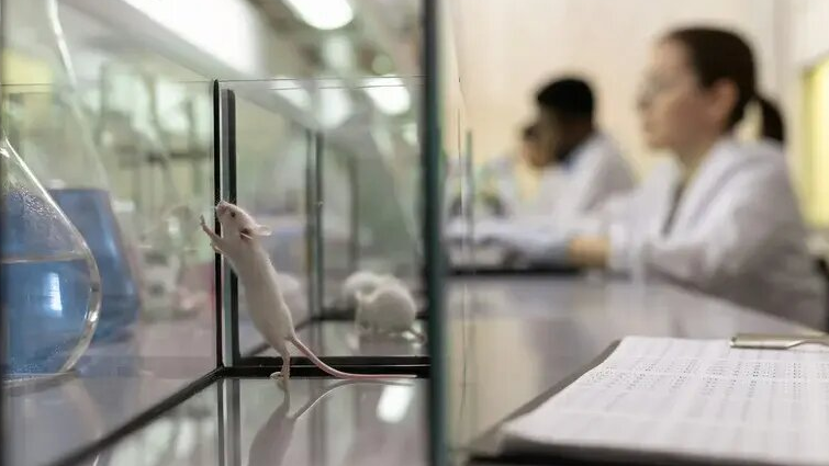 Стэнфорд ғалымдары аутизм мен эпилепсия белгілерін жоятын препарат ойлап тапты 