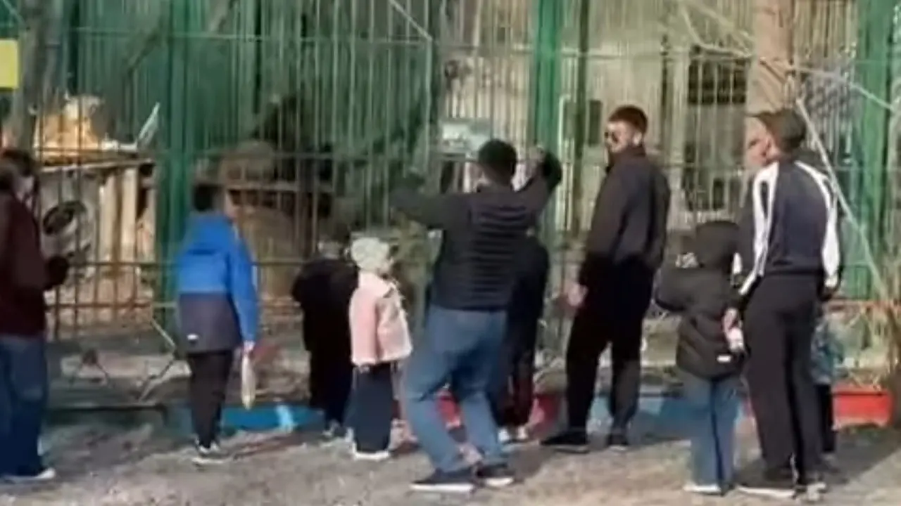 Семейде ер адамдар балалардың көзінше арыстанға тас лақтырды