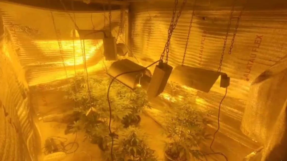 Оралда ағайынды 2 жігіт жертөледе есірткі өсірген