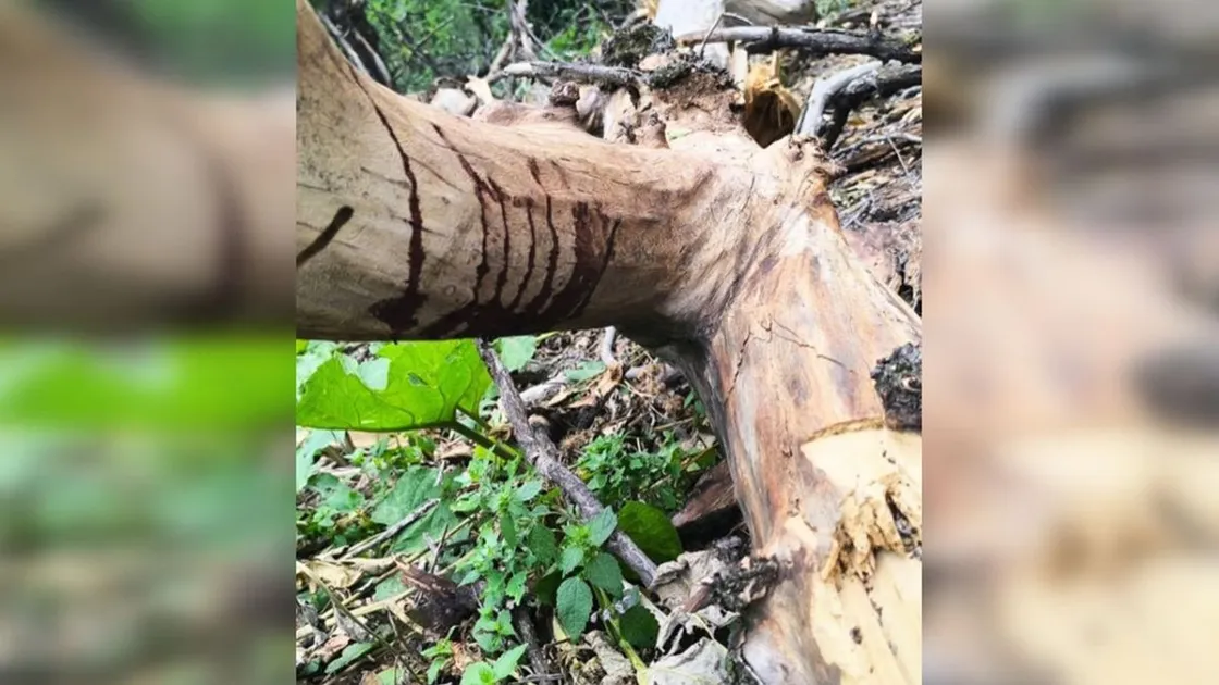 Алматыда 19 жастағы қызтың үстіне ағаш құлап, комаға түсті 